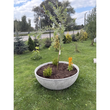 Donica betonowa VIENNA L Ø1200 × 400 mm – Talerz Betonowy Large Donica betonowa VIENNA L Ø1200 × 400 mm – Talerz Betonowy Large